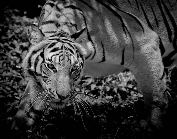 istock Black and White Tiger looking his prey 511525816