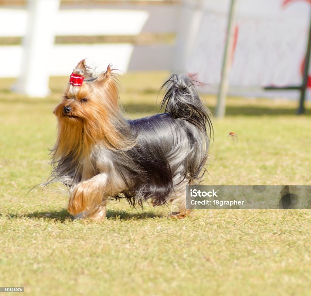 Yorkshire Terrier Dog Stock Photo - Download Image Now - Yorkshire Terrier,  Activity, Animal - iStock