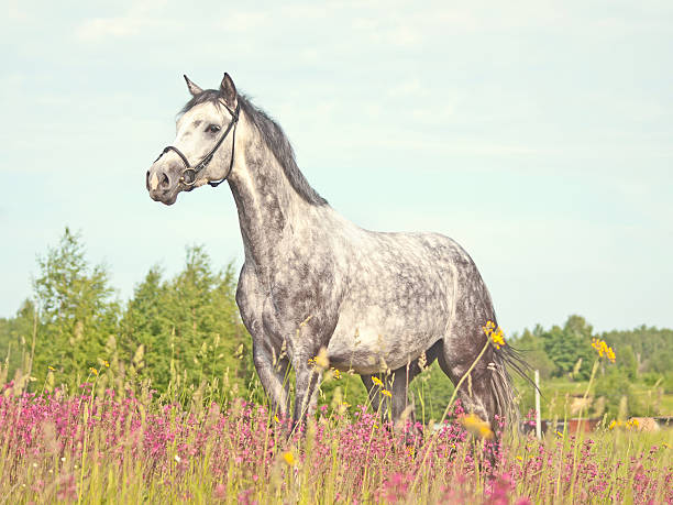 istock portrait of grey horse 511526233