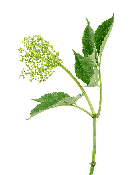 istock Blooming European elder, Sambucus nigra isolated on white background 511526435