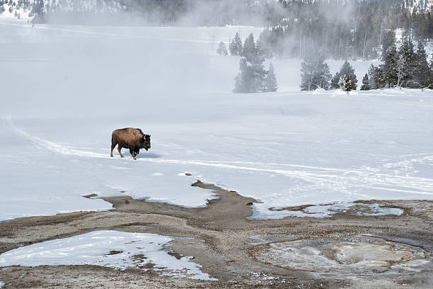 istock Bison walking through a snowy landscape in Yellowstone 511527353