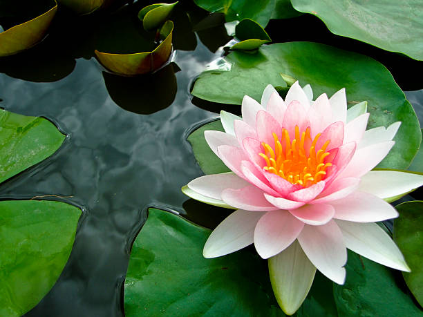 istock Lotus blossom out 511528233