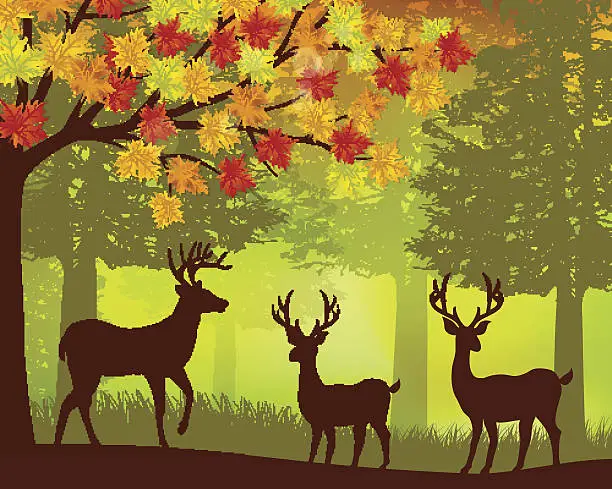 Vector illustration of Autumn in Forest