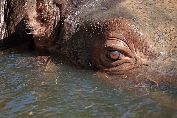 istock Closeup view of a hippopotamus in water 511528879