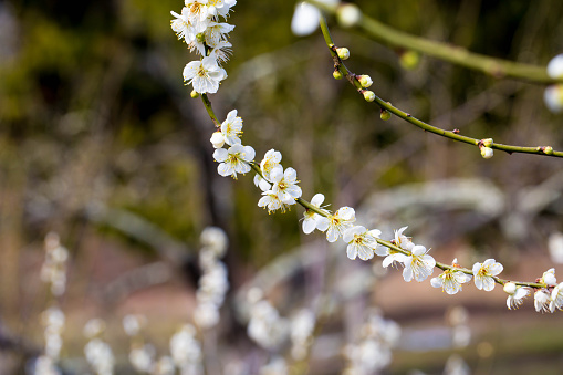 Cherry Blossom Flowers In Spring