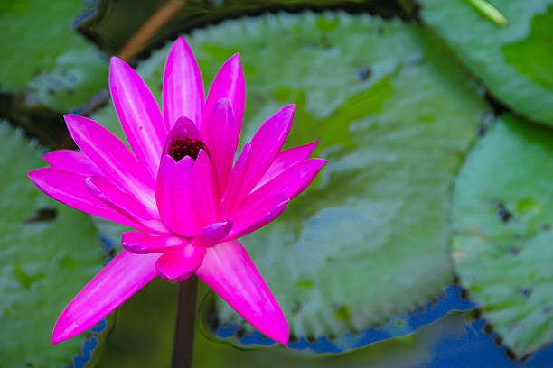 istock Purple lotus blooming in the garden 511530040