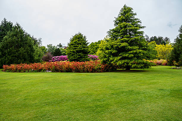 istock Azaleas and fir trees 511530499