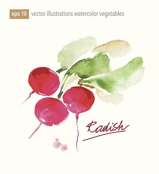 レッドラディッシュます。 水彩イラスト。 - radish isolated bunch vegetable点のイラスト素材／クリップアート素材／マンガ素材／アイコン素材