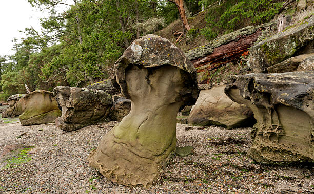 istock Looks like real mushroom - Galiano Island 511531672