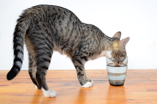 cute cat drinking water from glass