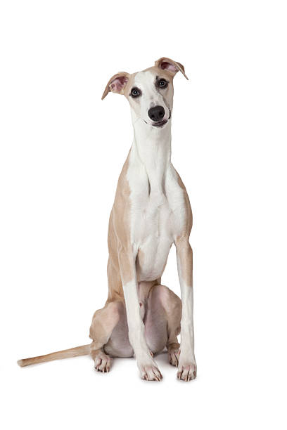 ウィペット犬の - whippet ストックフォトと画像