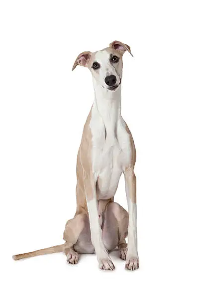 Whippet dog sitting on white background and looking at the camera.