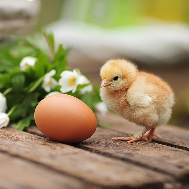 istock Beautiful little chicken with egg  on a wooden board 511535900