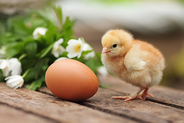 istock Beautiful little chicken with egg  on a wooden board 511535906