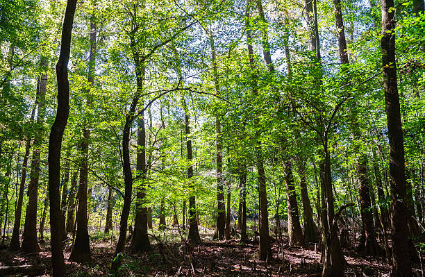 Congaree National Park Congaree National ParkCongaree National Park hardwood tree stock pictures, royalty-free photos & images