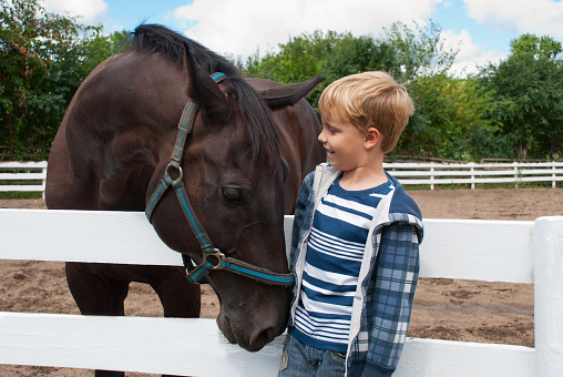 Smiling boy meets with the brown horse