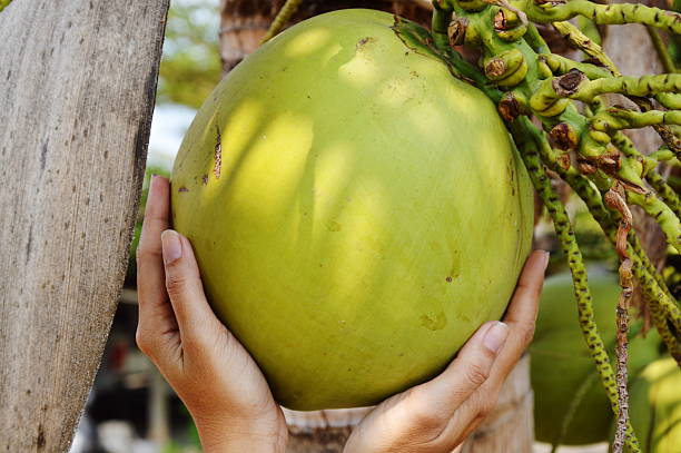 istock coconut on hand in the garden 511536996