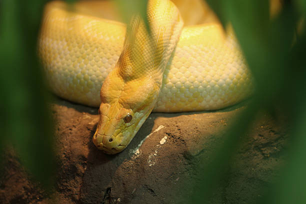 Gold Plated Python 230+ Golden Thai Python Stock Photos, Pictures & Royalty-Free Images ...