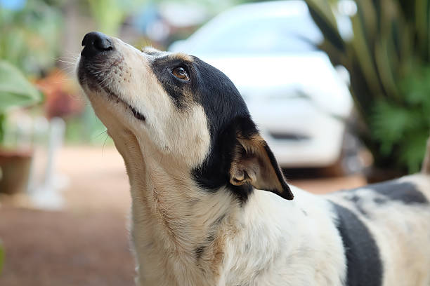 tailandia perro mirando una esperanza - fittest fotografías e imágenes de stock