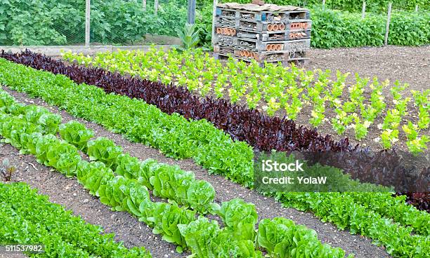 Allotment Growing Green Lettuce Celery And Insect Bug Box Stock Photo - Download Image Now