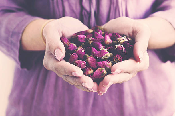 femme tenant de sa main de boutons de rose séchée - aromatherapy single flower flower holding photos et images de collection