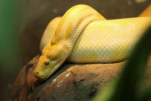 Thai Python Blue 230+ Golden Thai Python Stock Photos, Pictures & Royalty-Free Images ...