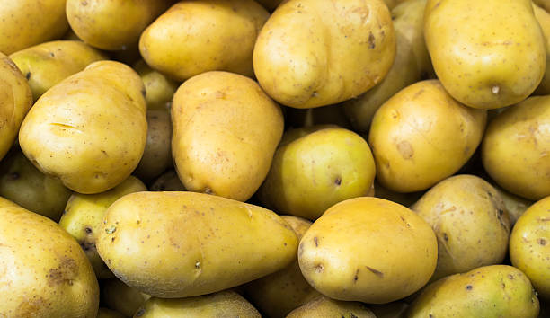 istock Pile of potatoes 511538758