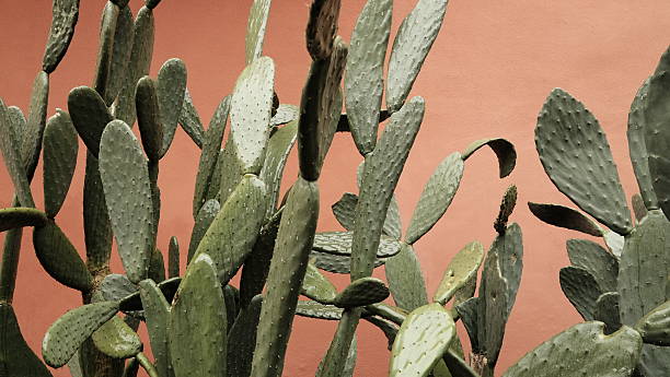nadel-birnen auf bunte wand - prickly pear fruit cactus prickly pear cactus yellow stock-fotos und bilder