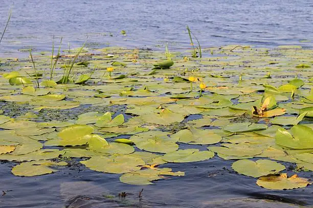 Yellow water flowers ( Nuphar Lutea ) bloom in the river