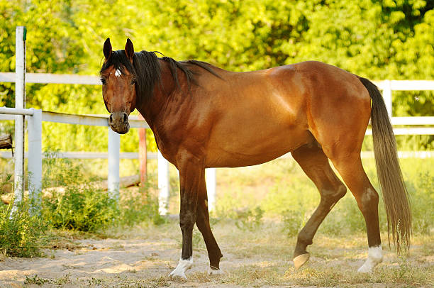 istock Brown stallion standing in the sun 511539364