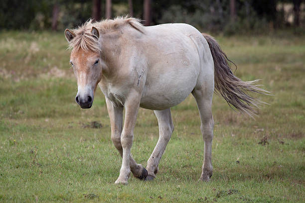 istock Young horse running on the meadow. 511540040