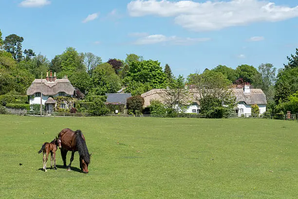 Pony and foal at Swan Green, Emery Down in the New Forest National Park, Hampshire, England, United Kingdom.  With a backdrop of thatched cottages, in summer.