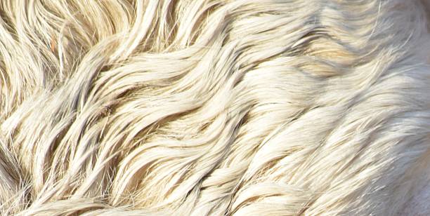 istock white cowhide cows animal skin 511540808