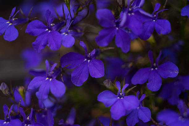 Violets stock photo