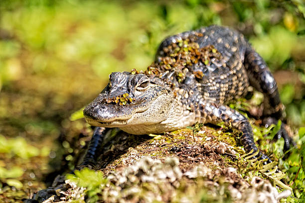 istock American Alligator Sunny Himself on a Log in the Swamp 511543076
