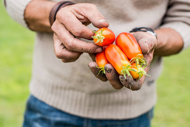 istock Hands of a young men harvesting mature tomatoes. 511543686