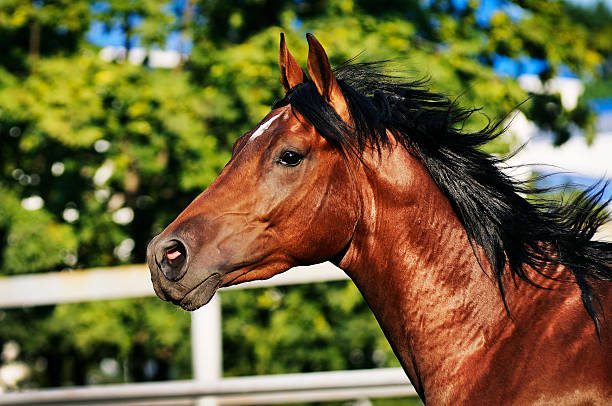 istock Brown horse portrait on the green background 511543942