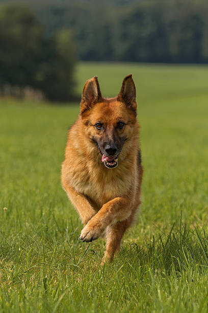 istock German Schaefer dog runs up in meadow 511544266