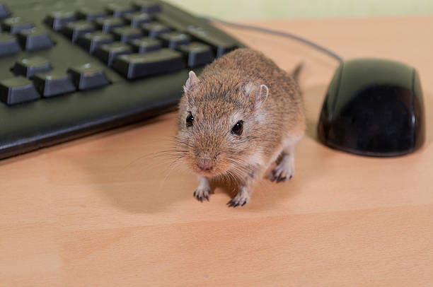 アレチネズミマウス、マウス - mouse gerbil standing hamster ストックフォトと画像