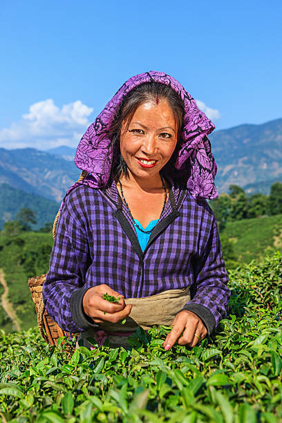 istock Indian pickers plucking tea leaves in Darjeeling, India 511545482