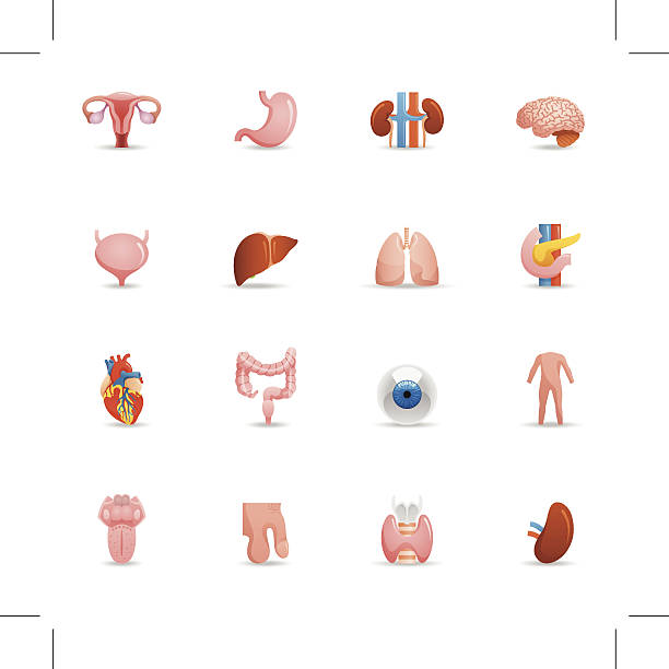 Color Icons - Human Organs Color icons representing different human organs. phallic object stock illustrations