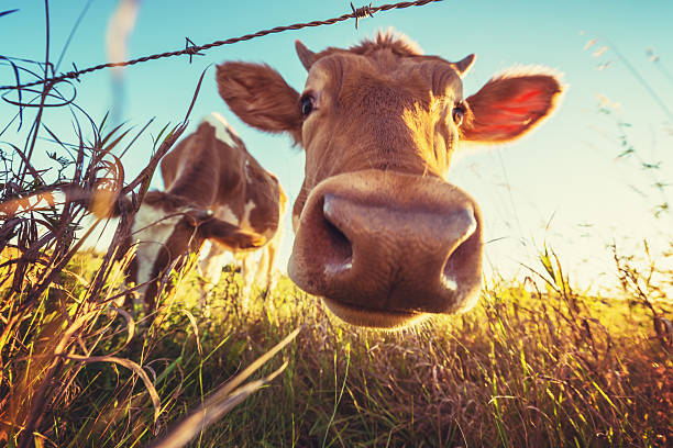 mucca primo piano - livestock animal themes animal grass foto e immagini stock
