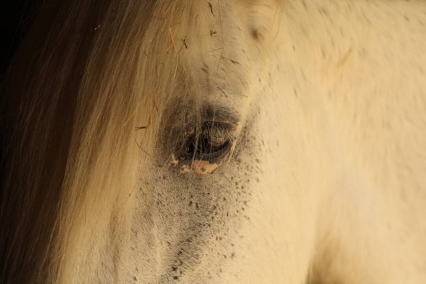 istock Close up of white horse head 511550985
