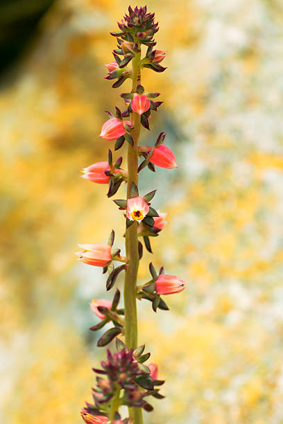 istock Echeveria nodulosa, Crassulaceae 511551109