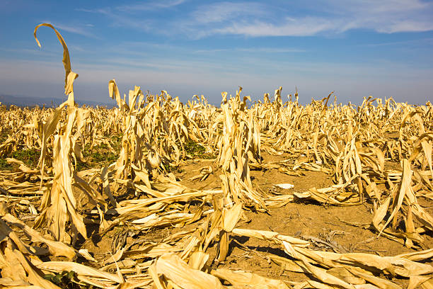 champ de maïs au sec - vegetation morte photos et images de collection