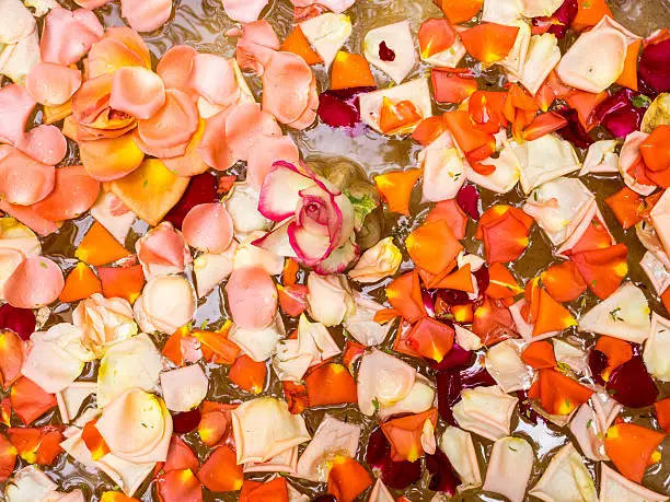 Photo of Rose petals in a fountain