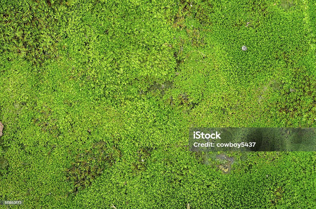 moss macro photo with green moss background Backgrounds Stock Photo