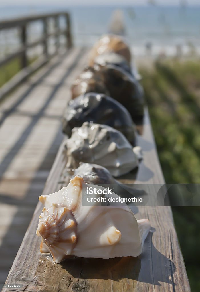 Whelk Shells at Beach House Newly collected whelk shells cleaned and set to dry in sun. Animal Shell Stock Photo