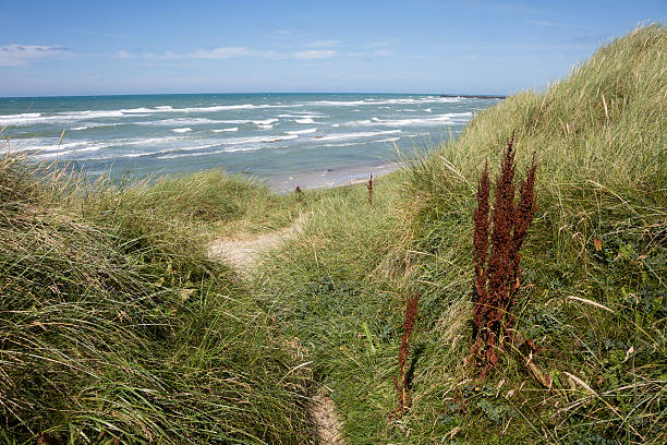 istock Dunes at the coastline of Hirtshals (Denmark) 511555067