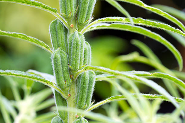 istock Black sesame plant in nature 511555335